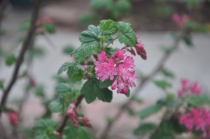 Red-flowering currant (Ribes 'Barrie Coate')